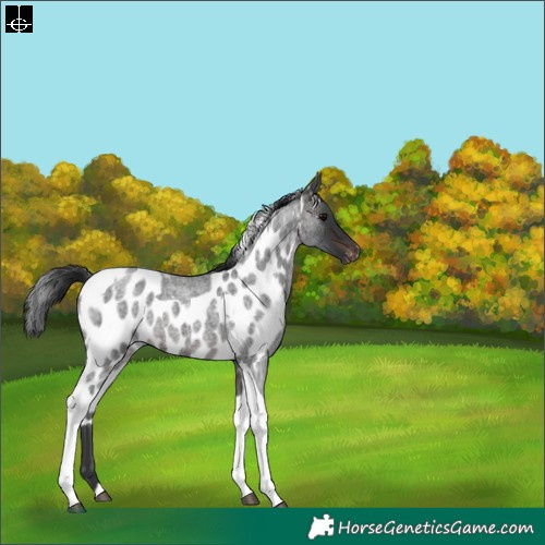 Horse Color:Brown Roan Tobiano Skewed LP Spotted 
