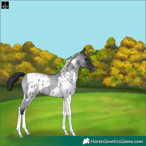 Horse Color:Blue Roan Tobiano Skewed LP Spotted 