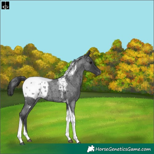 Horse Color:Blue Roan Tobiano Skewed LP Spotted 