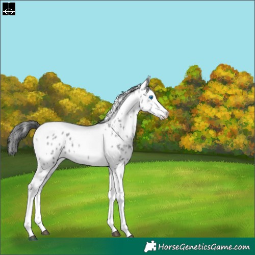 Horse Color:Blue Roan Splash Tobiano Skewed Appaloosa 