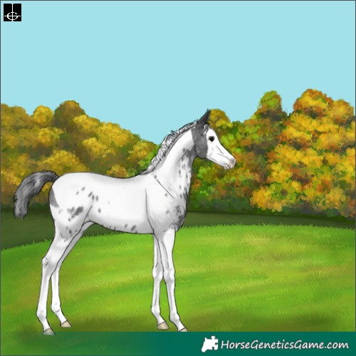 Horse Color:Blue Roan Splash Tobiano Skewed LP Spotted 