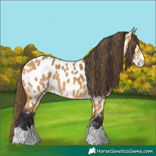 Horse Color:Buckskin Appaloosa 
