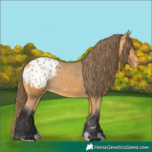 Horse Color:Buckskin Blanket 