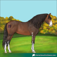 Horse Color:Bay Sabino 