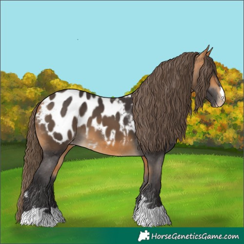 Horse Color:Buckskin Blanket
