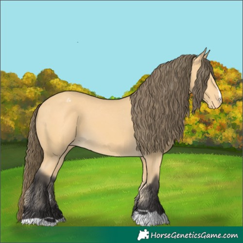 Horse Color:Buckskin Appaloosa 