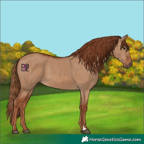 Horse Color:Red Dun 