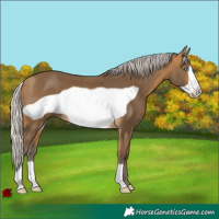 Horse Color:Silver Buckskin Frame