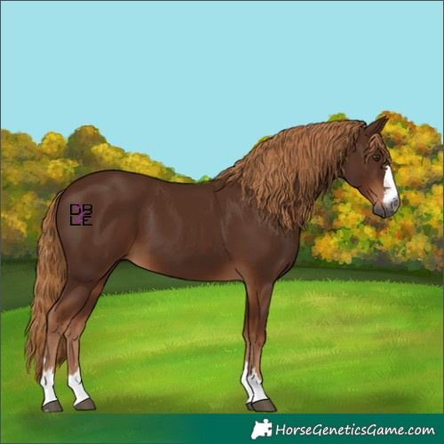 Horse Color:Gray Chestnut 
