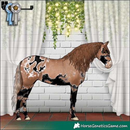 Horse Color:Bay Pearl Sabino Splash Appaloosa 