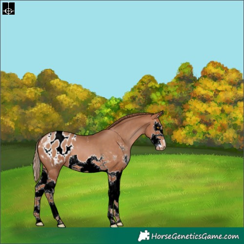 Horse Color:Bay Pearl Sabino Splash Appaloosa 