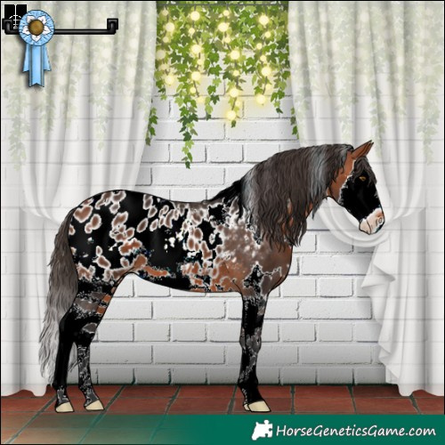 Horse Color:White Spotted Bay Sabino Splash Appaloosa 
