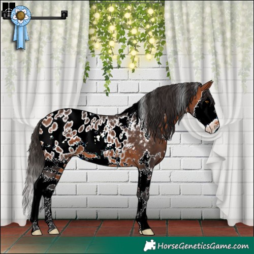 Horse Color:White Spotted Bay Sabino Splash Appaloosa 