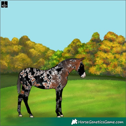 Horse Color:White Spotted Bay Sabino Splash Appaloosa 
