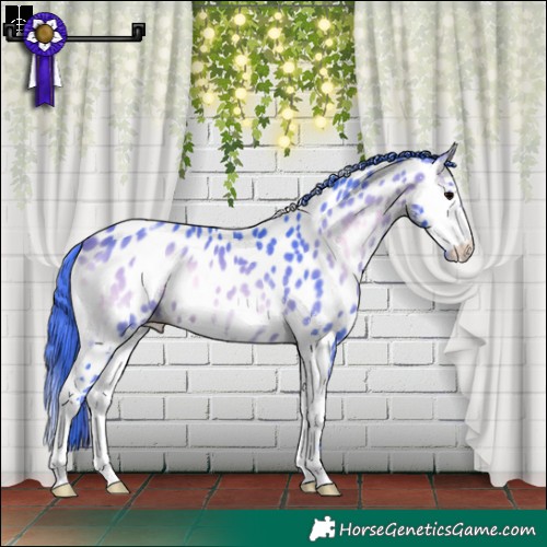 Horse Color:Watercolor Bay Onyx Sabino Splash Appaloosa 