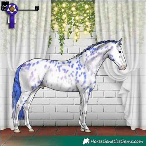 Horse Color:Watercolor Bay Onyx Sabino Splash Appaloosa 