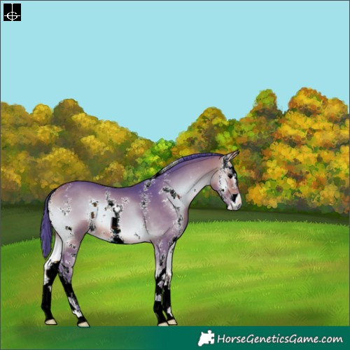 Horse Color:Watercolor Bay Onyx Sabino