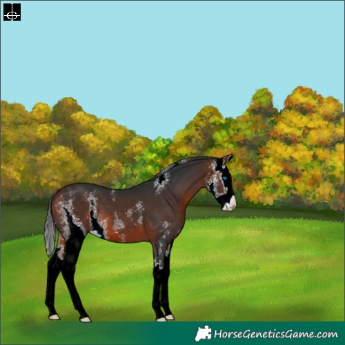 Horse Color:Bay Sabino Splash 