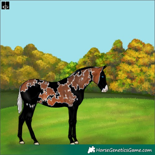 Horse Color:White Spotted Silver Bay Sabino Splash 