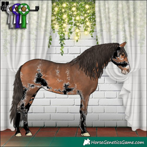Horse Color:Bay Sabino 
