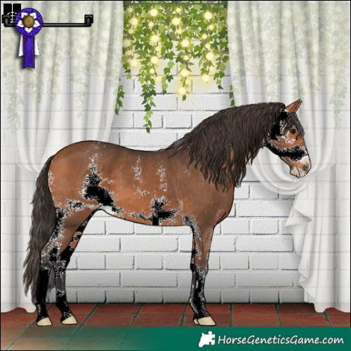 Horse Color:Bay Sabino