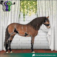 Horse Color:Bay Sabino