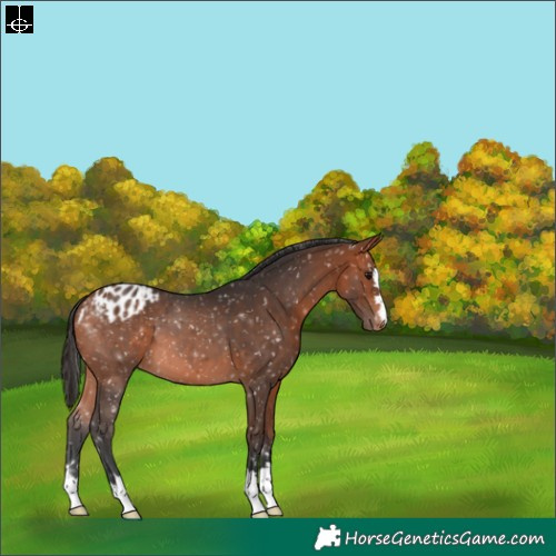 Horse Color:Bay Appaloosa 