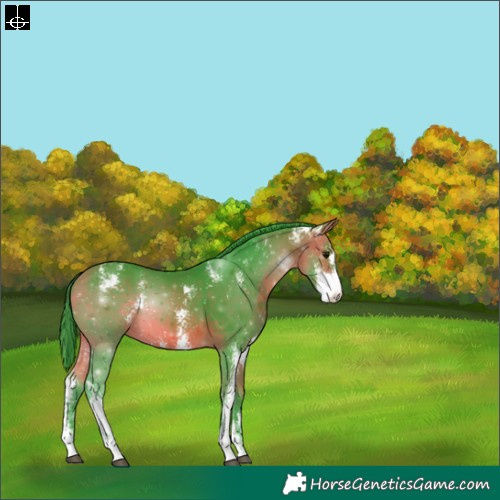 Horse Color:Watercolor Bay Sabino Appaloosa 