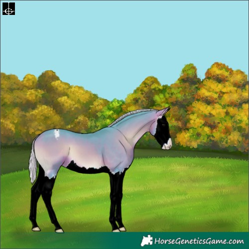 Horse Color:Watercolor Silver Bay Onyx Splash Appaloosa 