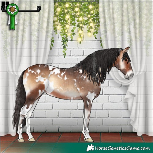 Horse Color:White Spotted Bay Onyx 