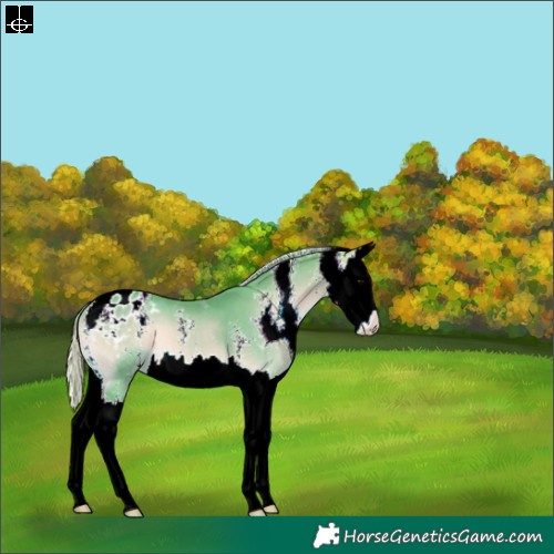 Horse Color:Watercolor Silver Bay Onyx Sabino Splash Appaloosa 