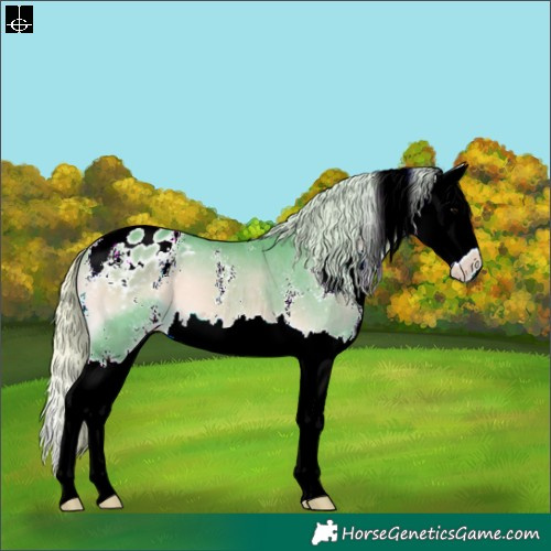 Horse Color:Watercolor Silver Bay Onyx Sabino Splash Appaloosa 