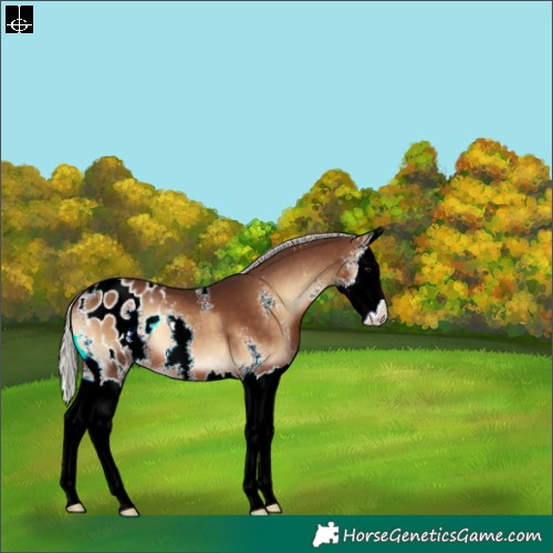 Horse Color:Silver Brown Onyx Sabino Splash Appaloosa 