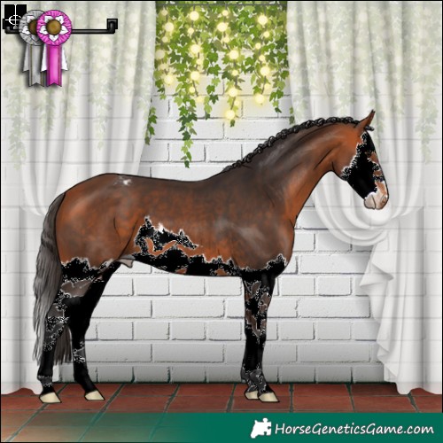 Horse Color:Bay Splash Appaloosa 