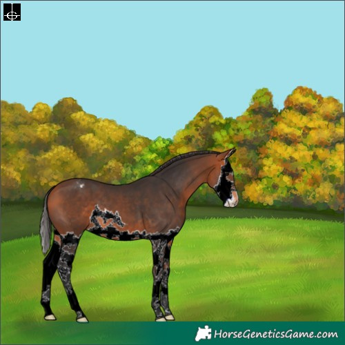 Horse Color:Bay Splash Appaloosa