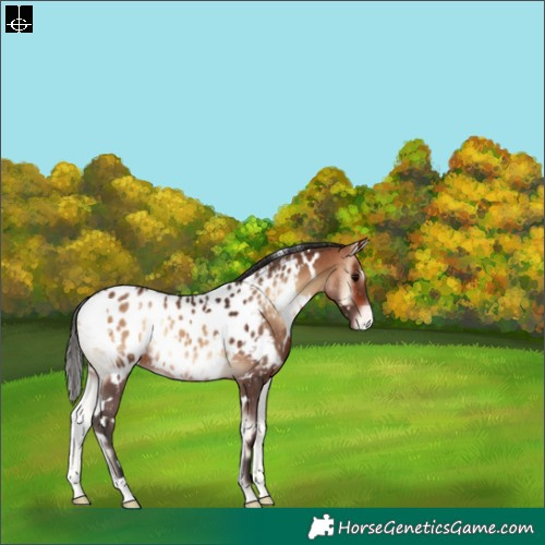 Horse Color:White Spotted Bay Onyx Appaloosa 