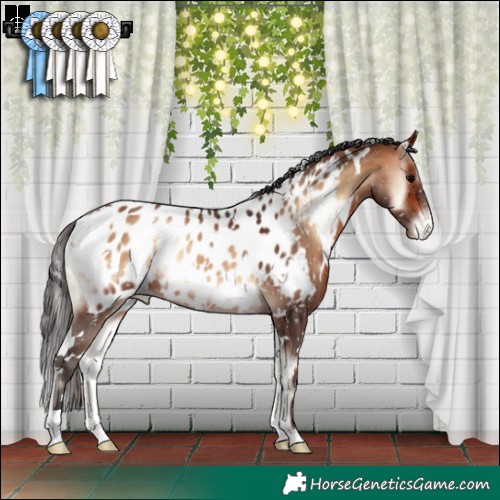 Horse Color:White Spotted Bay Onyx Appaloosa 