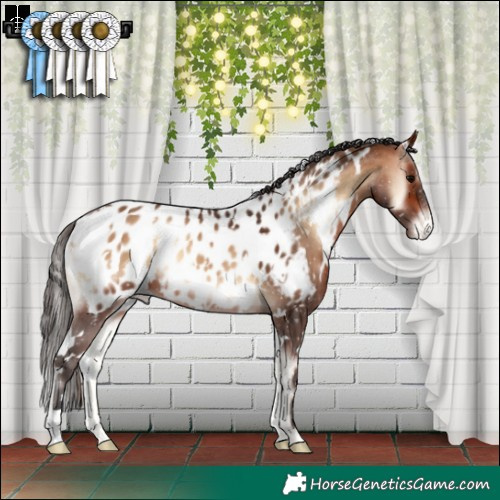 Horse Color:White Spotted Bay Onyx Near Leopard 