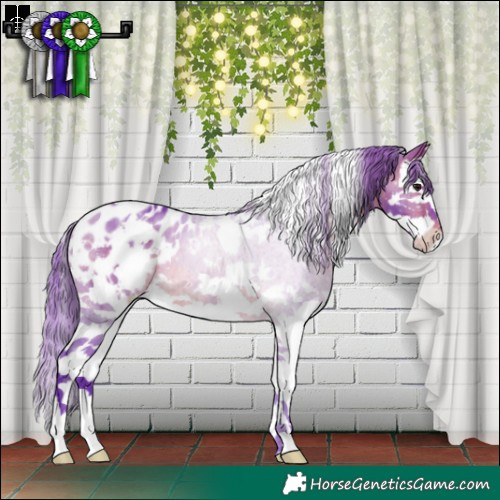 Horse Color:Watercolor White Spotted Brown Sabino Splash Appaloosa 