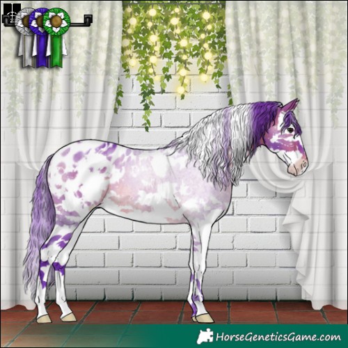 Horse Color:Watercolor White Spotted Brown Sabino Splash Appaloosa 