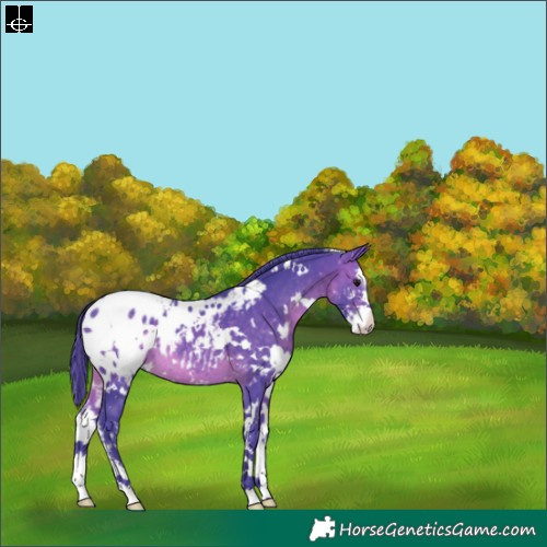 Horse Color:Watercolor White Spotted Brown Sabino Appaloosa 
