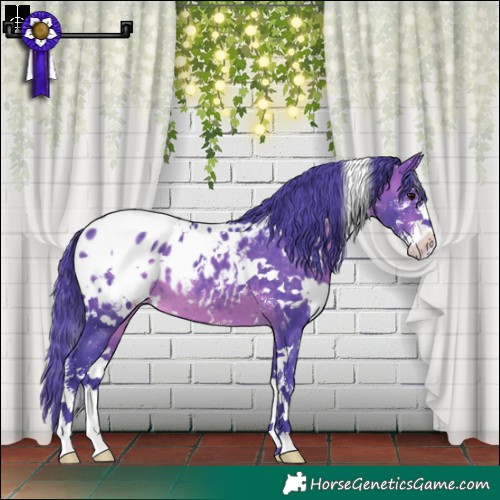 Horse Color:Watercolor White Spotted Brown Sabino Appaloosa 