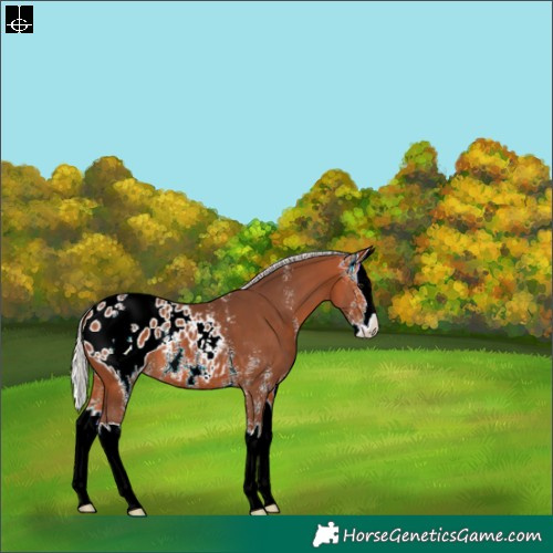 Horse Color:Silver Bay Sabino Splash Appaloosa 
