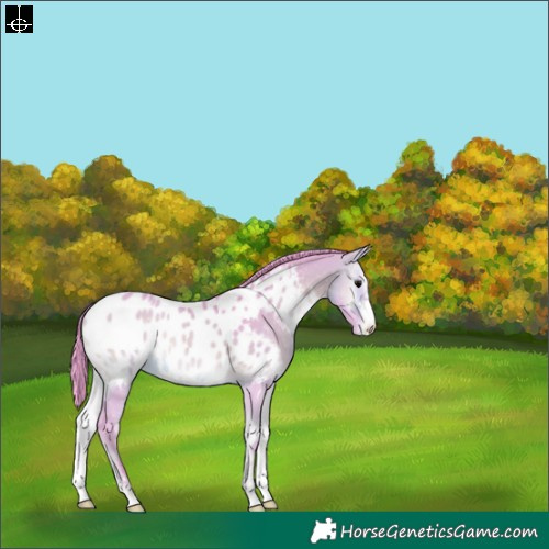 Horse Color:Watercolor Bay Onyx Appaloosa 