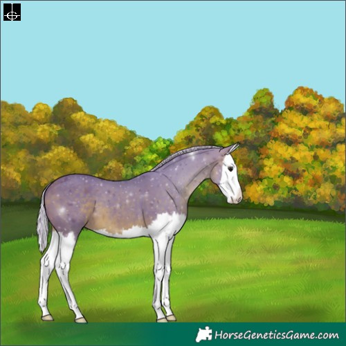 Horse Color:Watercolor Silver Brown Splash 