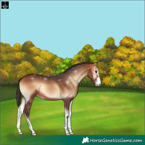 Horse Color:Bay Onyx 