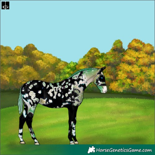 Horse Color:Watercolor White Spotted Bay Onyx Splash Appaloosa 