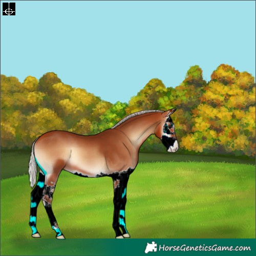 Horse Color:Silver Bay Onyx Splash 