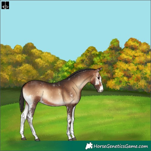 Horse Color:Bay Onyx Sabino 