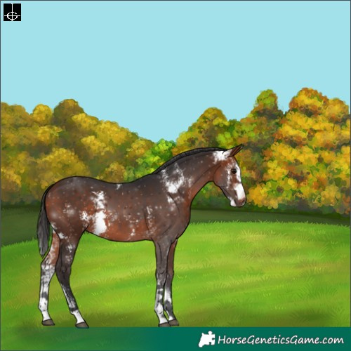 Horse Color:Bay Sabino 